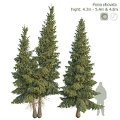 Ель сибирская Picea obovata 4.3м - 5.4м