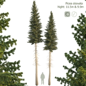 Ель сибирская Picea obovata 11.5м - 9.9м