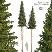 Ель сибирская Picea obovata 8.4м - 9.2м