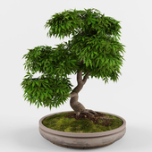 Bonsai Japanese Maple decorative tree_02