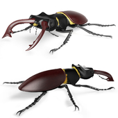 Lucanus cervus