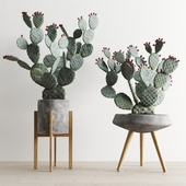Opuntia In Concrete Planters. Cactus set 1