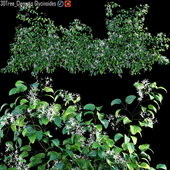Creeper - Clematis Glycinoides 02