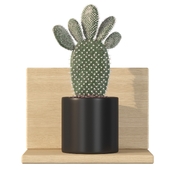 Plants collection 016 - Opuntia microdasys 02