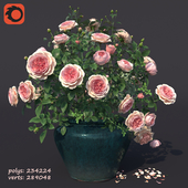 Rose bush in a flowerpot N1