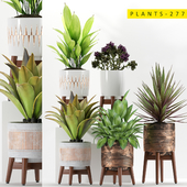 plants 277