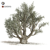 Olive tree