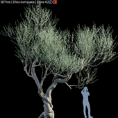 Olive Tree (Europa Olea) # 5