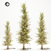 pine tree 110