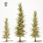 pine tree 110