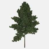 Realistic Tree