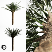 palm tree 5s