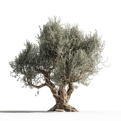 Дерево оливы 1 (Olive tree 1)