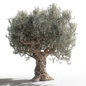 Дерево оливы 2 (Olive tree 2)