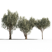Оливковые деревья 3 (Olive Trees 3)