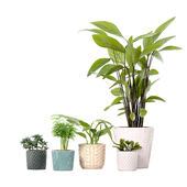 Комнатные растения и кашпо IKEA/Plant set ikea