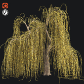 Weeping willow fall tree