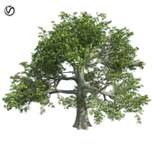 White oak tree