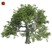 White oak tree corona