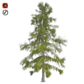 Alaska cedar tree