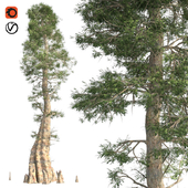 Bald cypress tree