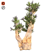Bristle cone pine tree