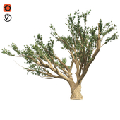 Cedar of lebanon tree