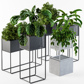 Indoor Plants Set 53