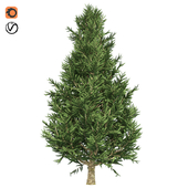 Fraser fir tree