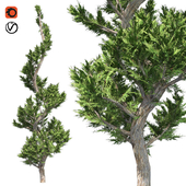 Hollywood Juniper Topiary Tree