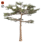 Huangshan pine tree
