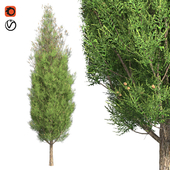 Italian Cypress Tree