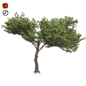 Italian Cypress Tree 02