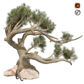 Jeffrey pine tree