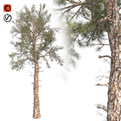 Loblolly pine tree