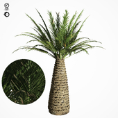 palm tree 6s