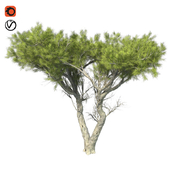 Monterey Cypress Tree