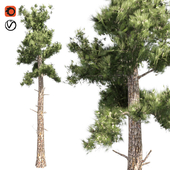 Sample conifer tree