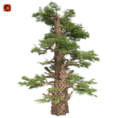 Western Juniper Tree Corona