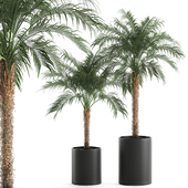 A collection of decorative small lush palm trees in black pots with Dates Robelena. Set 618.