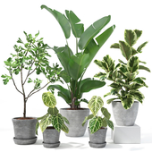 Set of plants 10