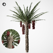 palm tree 7s