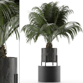 House Plant 31
