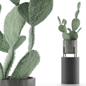 House Plant 37