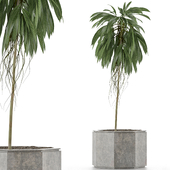 Single Plant 01