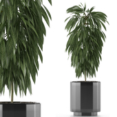 Single Plant 02