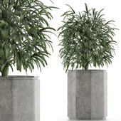 Single Plant 04