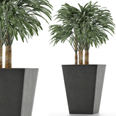 Single Plant 07