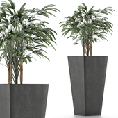 Single Plant 09