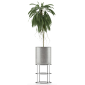Single Plant 18